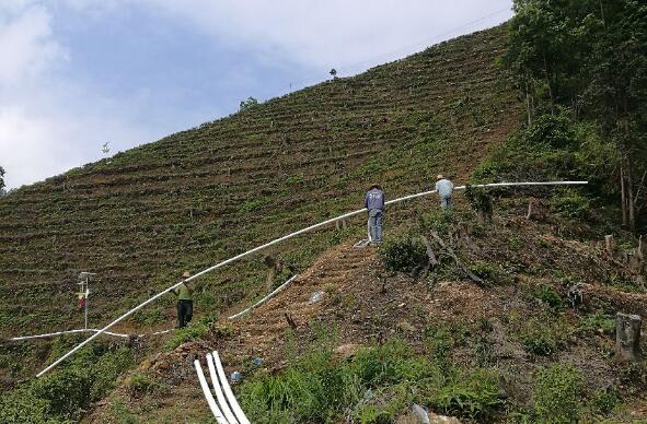 巧用滴灌，農(nóng)專(zhuān)家手把手教你種出好柚子！