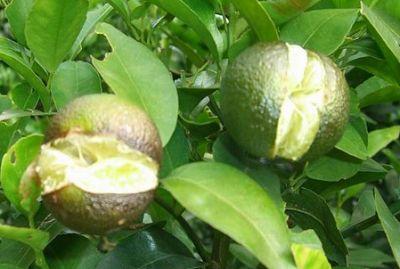 果實(shí)到底為什么會(huì)裂果，原因居然是這些！